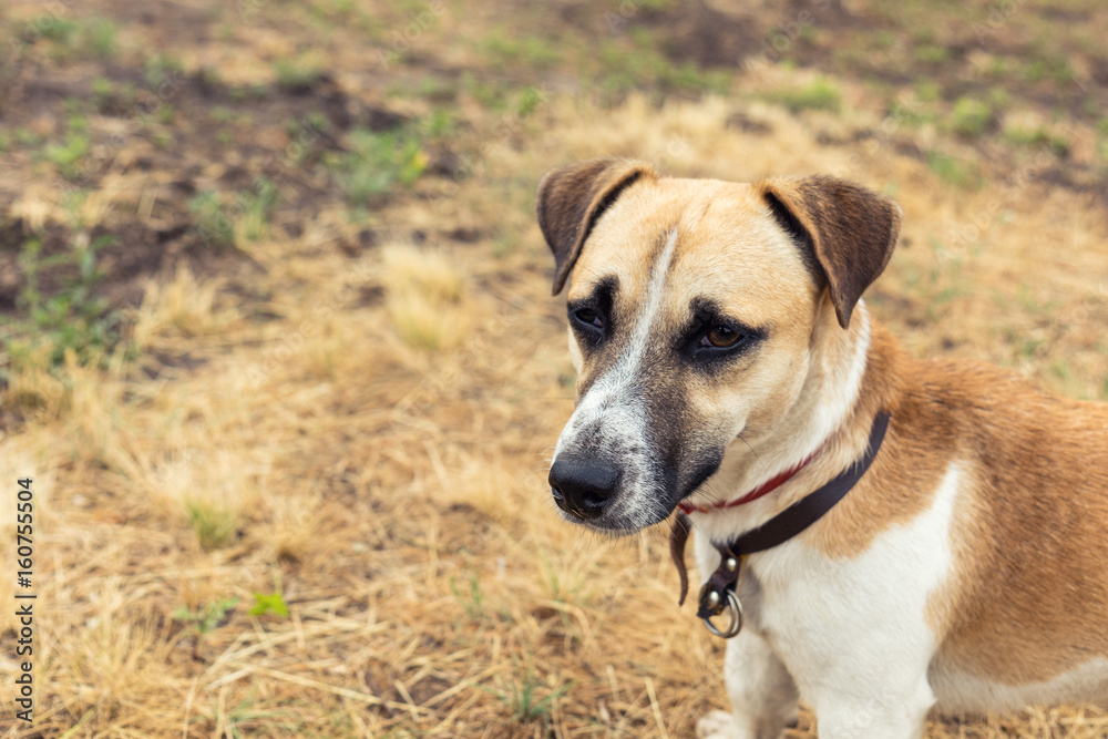 Red dog playing on the yellowed lawn. Shallow depth of field. Toned.