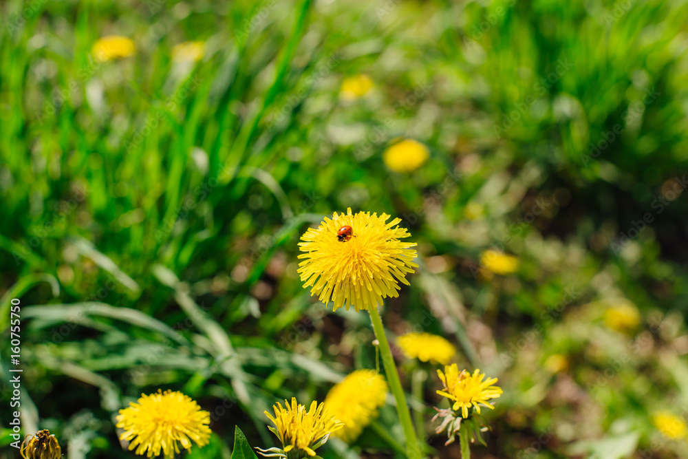 The ladybug on a yellow dandelion The ladybug on a yellow dandelion