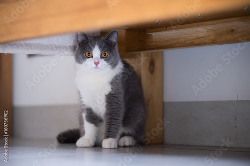 Gray British shorthair cats, indoors