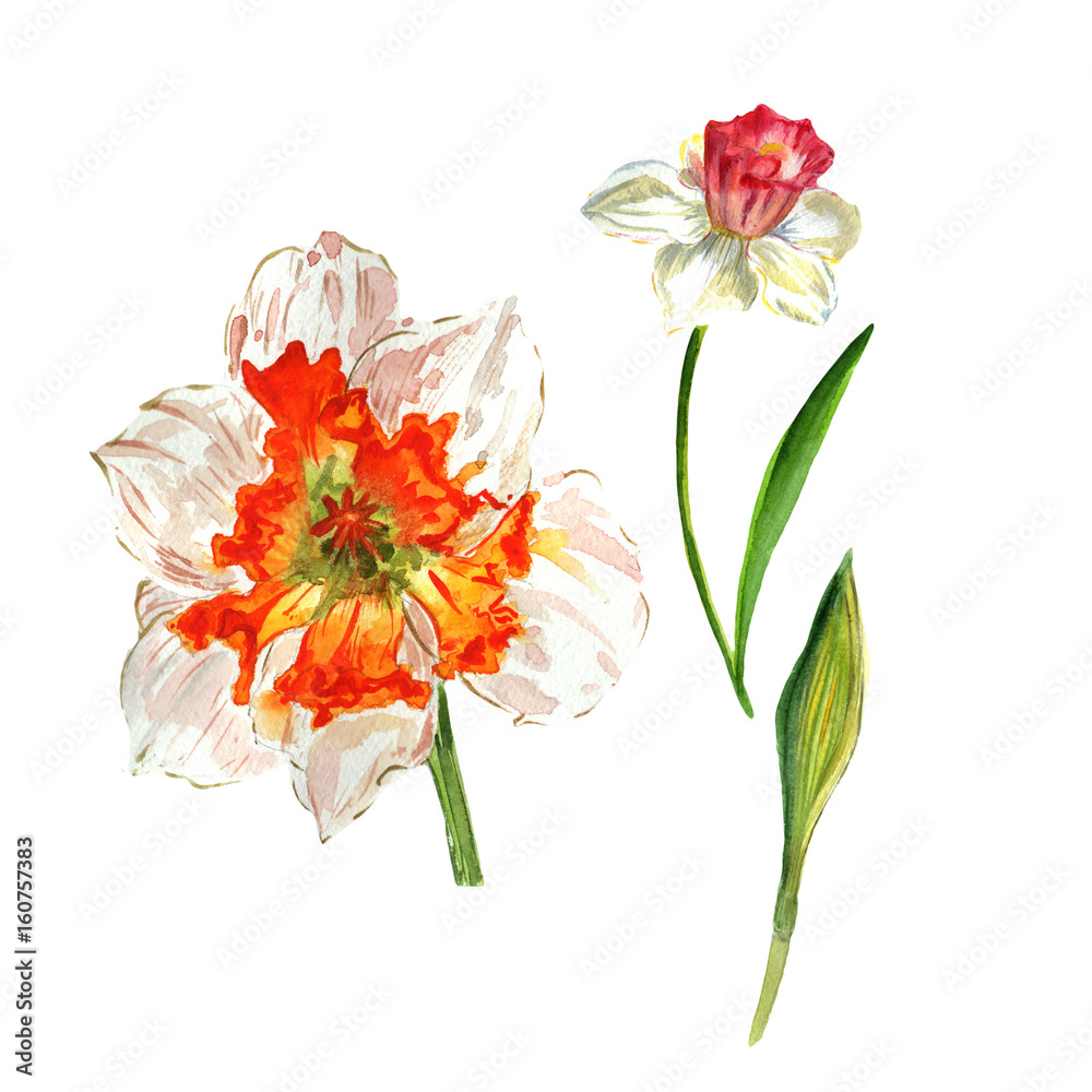 Wildflower Narcissus flower in a watercolor style isolated.