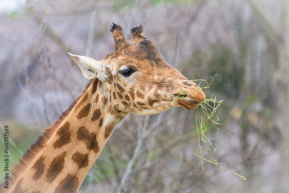 Obraz premium Giraffe, funny face eating grass 