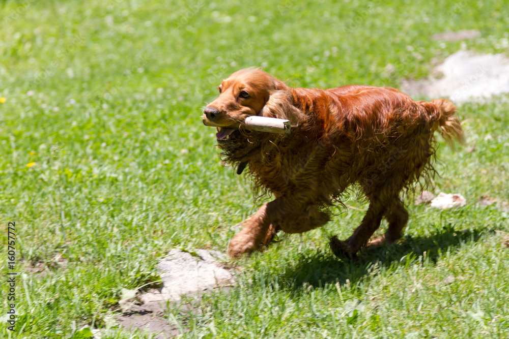 Young and funny cocker spaniel with a stick