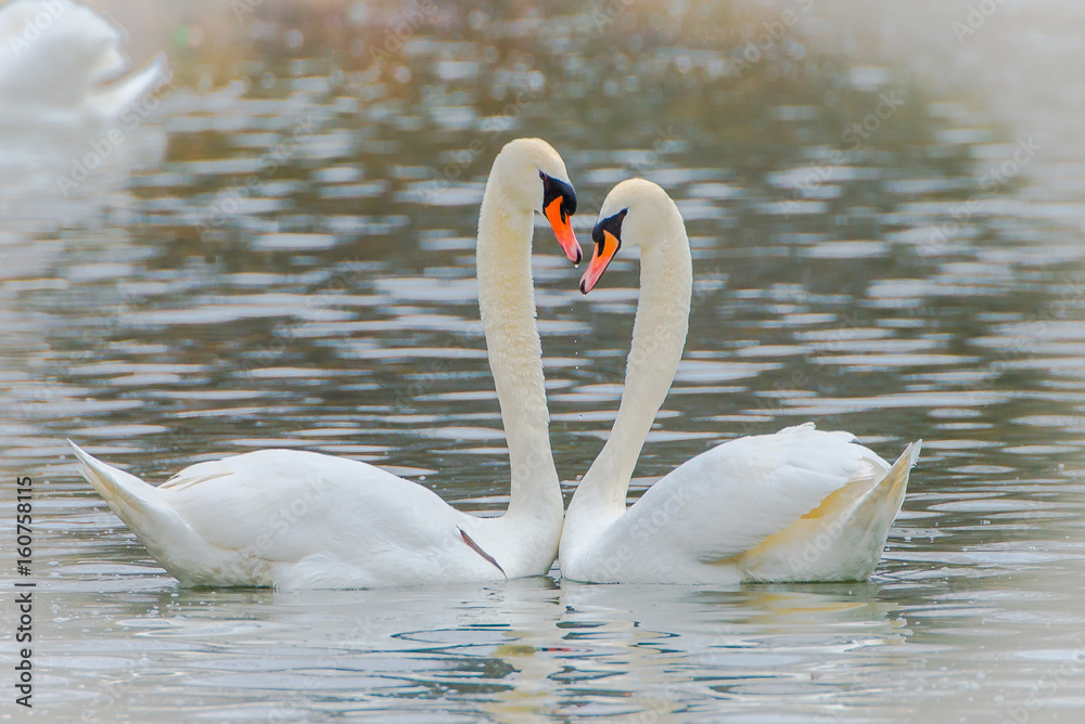 swan heart drawing