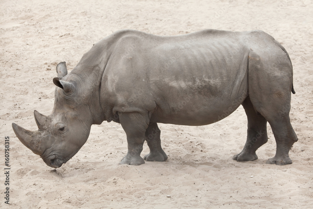 Southern white rhinoceros (Ceratotherium simum simum). Southern white rhinoceros (Ceratotherium simum simum).