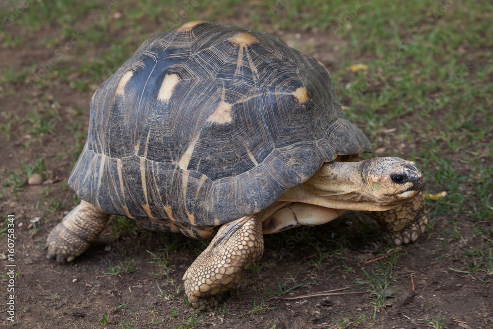 Radiated tortoise (Astrochelys radiata). Radiated tortoise (Astrochelys radiata).