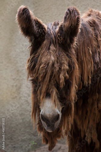 Poitou donkey (Equus asinus)