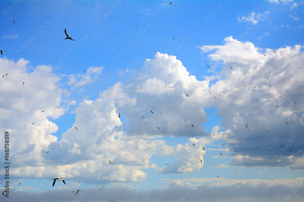 Fototapeta premium Northern gannets, Bass Rock, Scotland