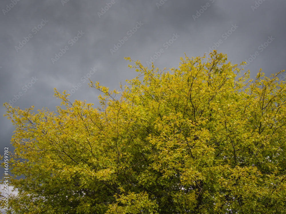 Fototapeta premium Tree Against Overcast Sky