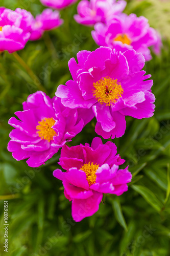 Beautiful blooming pink peony flowers in the garden. 