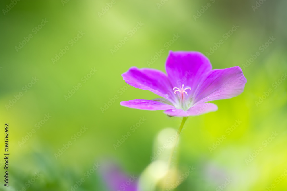 Fototapeta premium Field geranium pink. Small pink flowers in the meadow. Soft selective focus.
