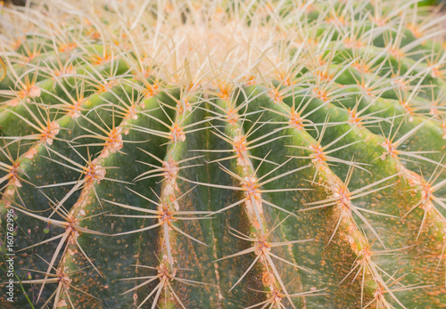 Cactus background photo