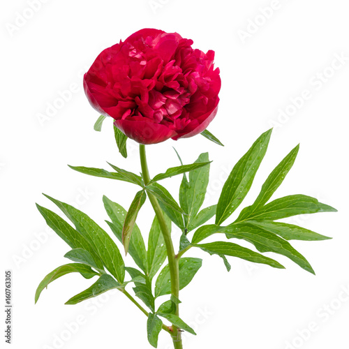 Fototapeta Naklejka Na Ścianę i Meble -  pink peony flower with leaves isolated on white white background