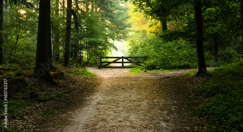 romantic landscape - wooden gate in the forest among soft, natural morning light photo