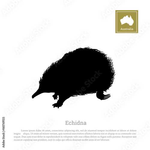Black silhouette of echidna on a white background. Animals of Australia. Vector illustration
