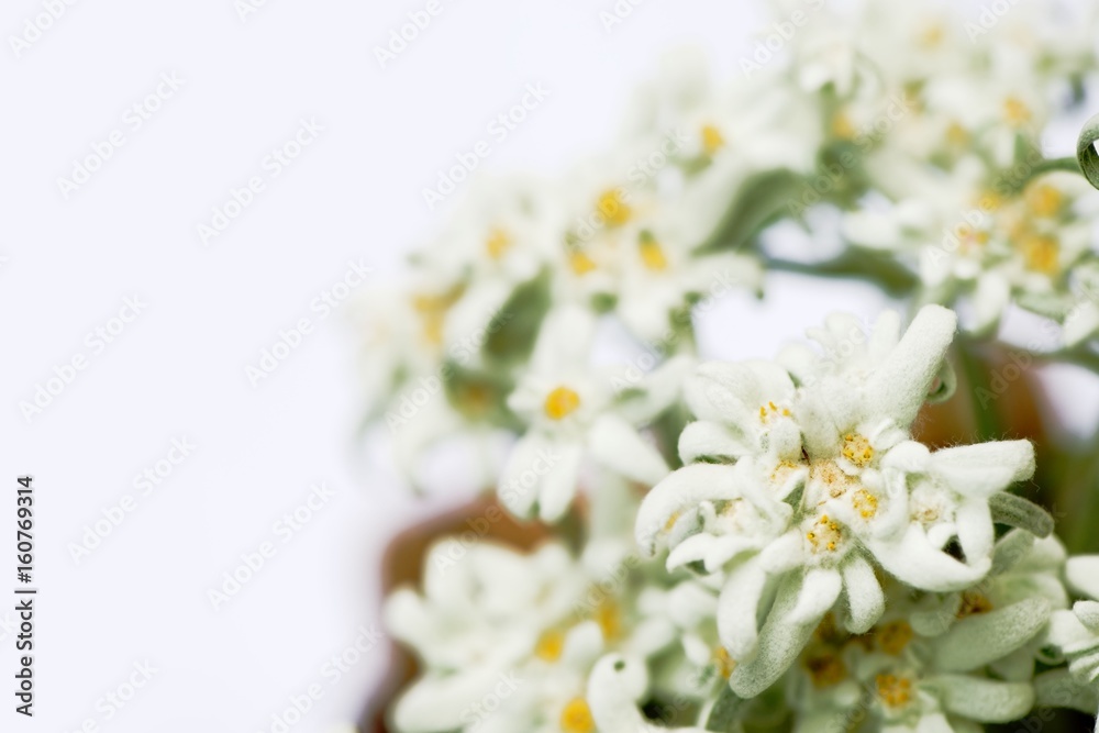 Closeup of edelweiss flowers isolated on white. Shallow depth of field Closeup of edelweiss flowers isolated on white. Shallow depth of field