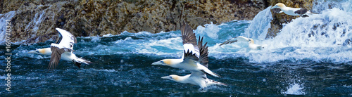 Northern gannets, Bass Rock, Scotland © nyiragongo