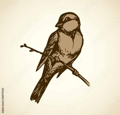 Vector drawing. Tits, sparrows and bullfinches on branches