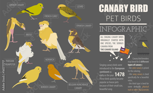 Canary breeds icon set flat style isolated on white. Pet birds collection. Create own infographic about pets