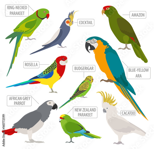 Parrot breeds icon set flat style isolated on white. Pet birds collection. Create own infographic about pets