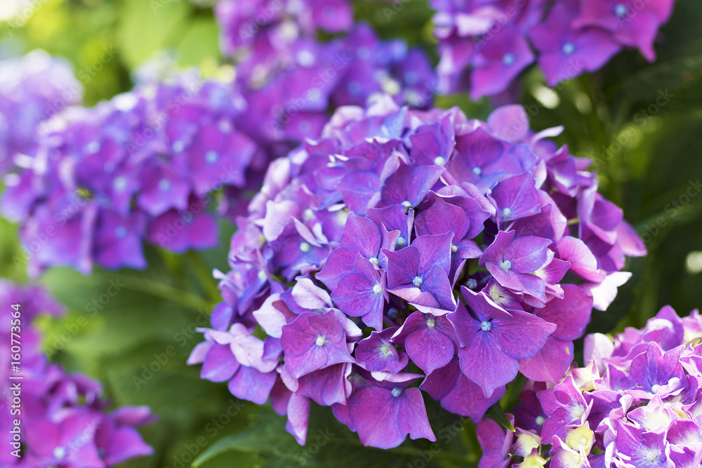 flowers of the hydrangea blooming in the garden outdoors flowers of the hydrangea blooming in the garden outdoors