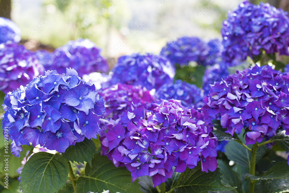 flowers of the hydrangea blooming in the garden outdoors flowers of the hydrangea blooming in the garden outdoors