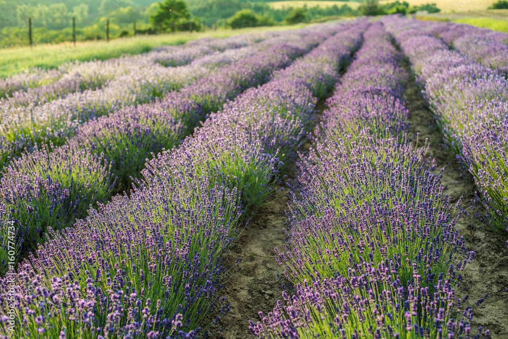 Fototapeta premium Lavender field in sunlight. Beautiful image of lavender field. Lavender flower field, image for natural background.Very nice view of the lavender fields.