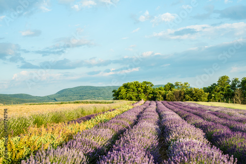 Fotografie Lavender field in sunlight