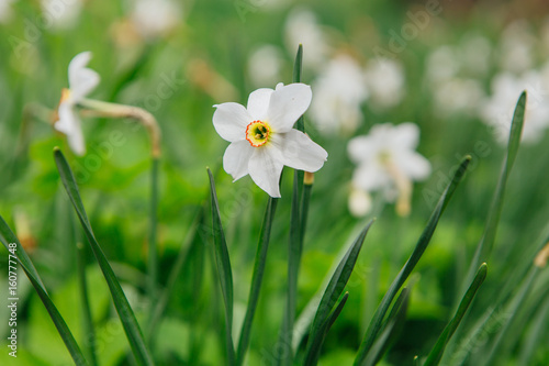 White daffodil field photo