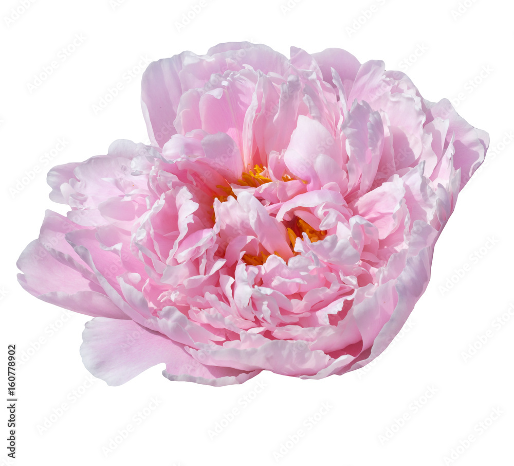 pale pink peonies isolated on white background pale pink peonies isolated on white background