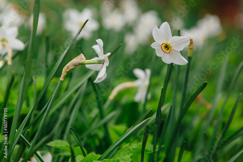 White daffodil field photo