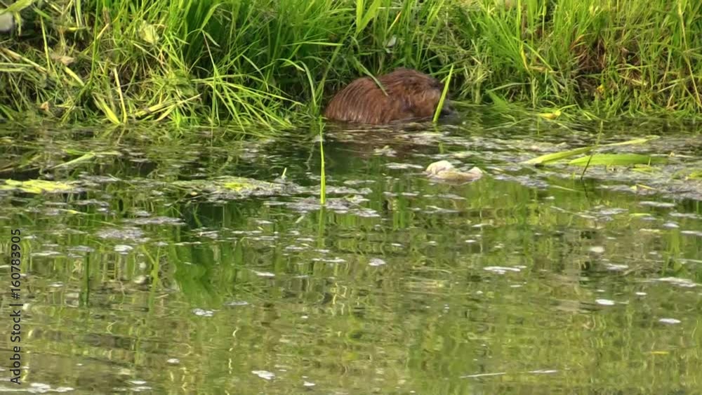Ondatra in the early morning on the river. Ondatra in the early morning on the river.