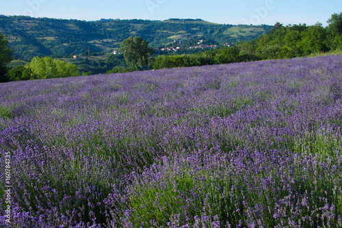 paesaggio con la lavanda