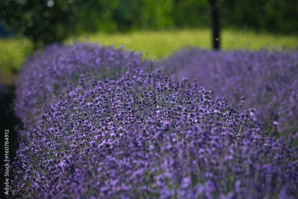 Obraz premium Fioritura della lavanda