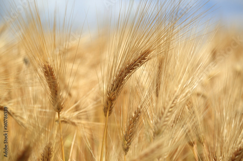golden grain field