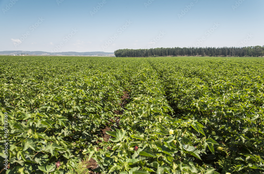 Green cotton field 
