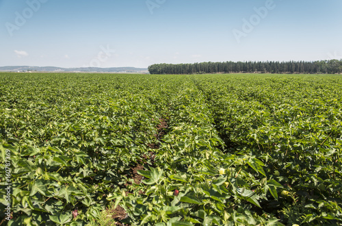 Green cotton field 