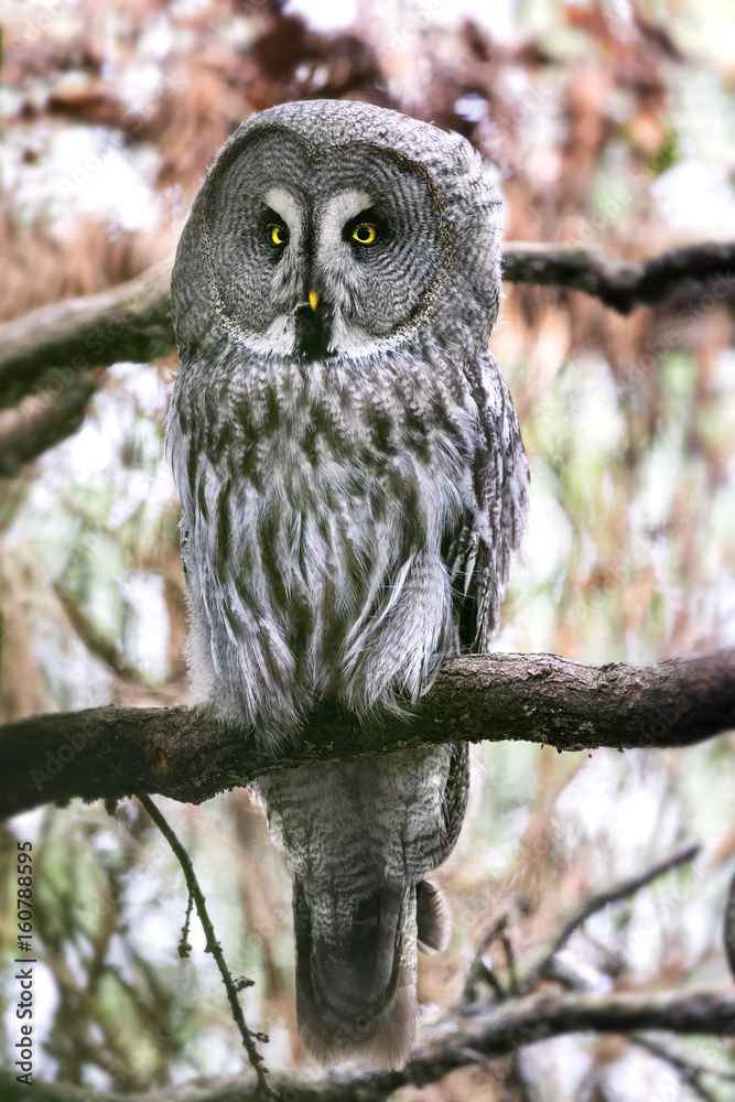 Great grey owl perched in a tree Great grey owl perched in a tree