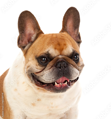 Portrait in Studio of a cute bulldog