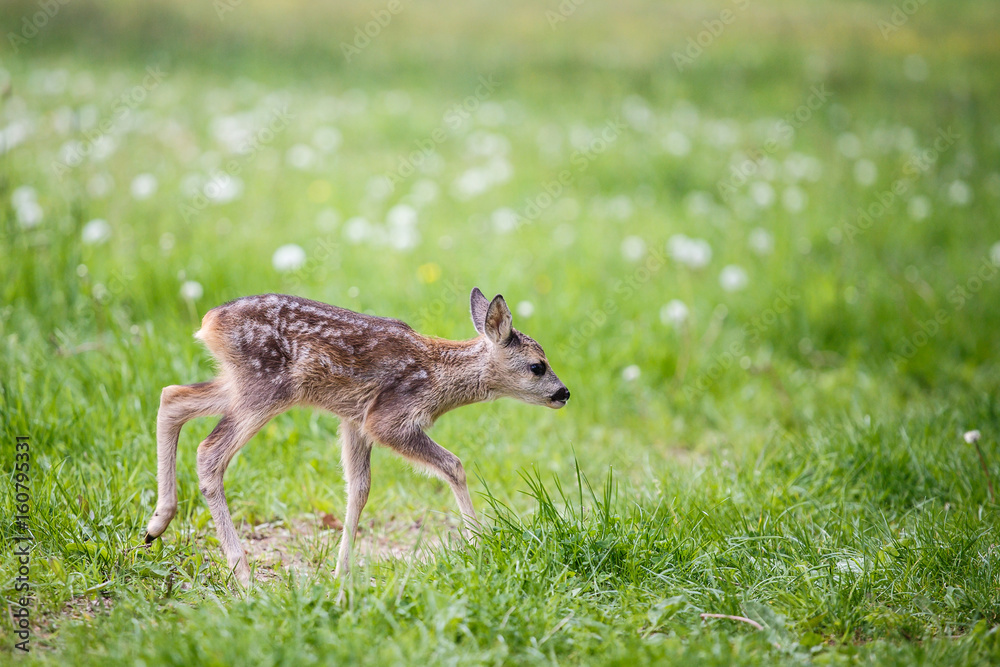 Young wild roe deer in grass, Capreolus capreolus. New born roe deer, wild spring nature. Young wild roe deer in grass, Capreolus capreolus. New born roe deer, wild spring nature.