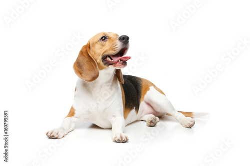 beautiful beagle dog isolated on white photo