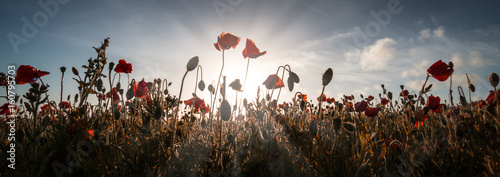 Poppies at entire head cornwall england uk