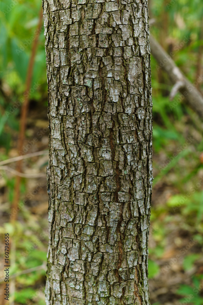 Bark