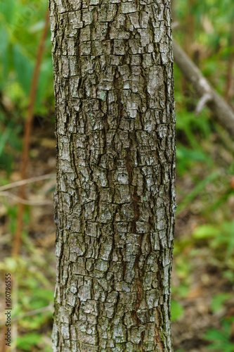 Bark