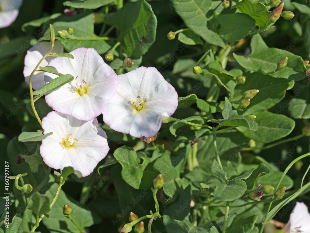 Ackerwinde, Convolvulus arvensis Ackerwinde, Convolvulus arvensis
