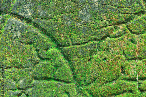 green moss is grow up on the old wall, to show texture greenery background.
