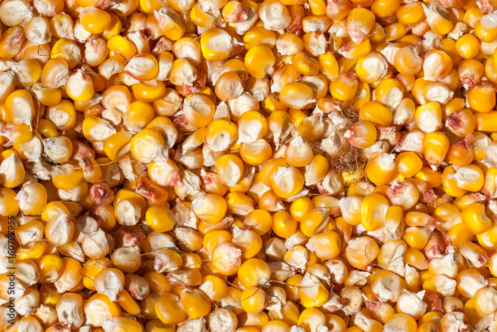 Dried corn as a background. Top view Dried corn as a background. Top view