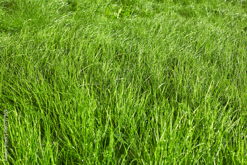 Green grass background after rain