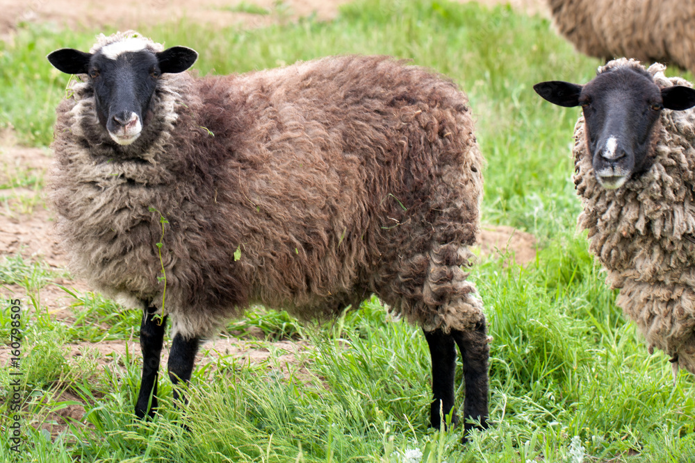 Two sheep graze on the green grass. Close-up Two sheep graze on the green grass. Close-up