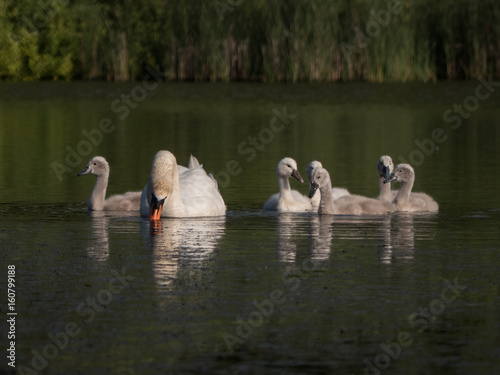 cute swan chicks on a lake