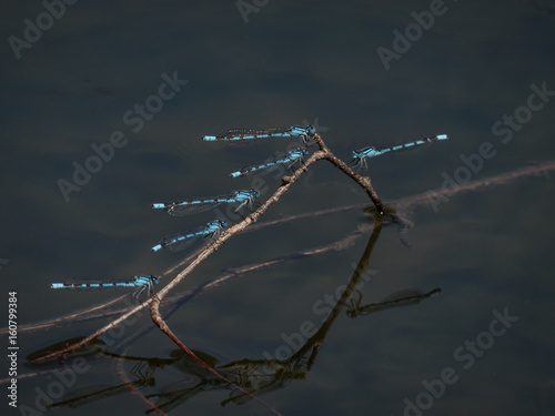dragonflies on a branch